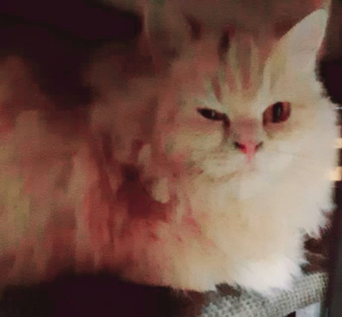 Persian Cat - Female, 2 Years Old, Light Brown in colour, Fluffy Hair